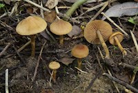 Cortinarius paludosaniosus